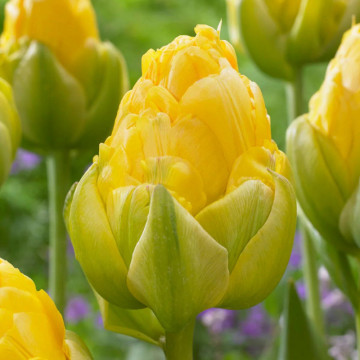 Lalele Vanilla Coup (Tulips Vanilla Coup), bulbi lalele, flori galbene - Img 3