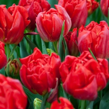 Lalele Viking (Tulips Viking), bulbi lalele, flori rosu - Img 2