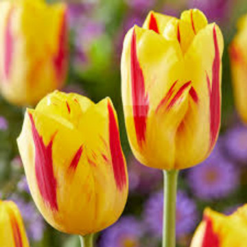 Lalele Washington (Tulips Washington), bulbi lalele, flori galben, rosu - Img 2