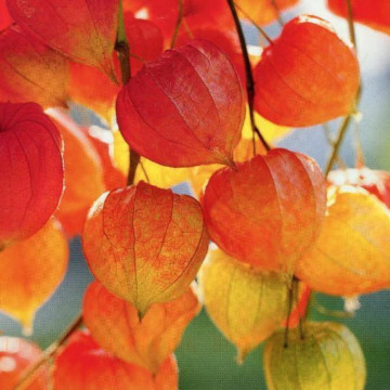 Lampion chinezesc (Physalis franketii), planta fructifera, planta medicinala, flori galbene