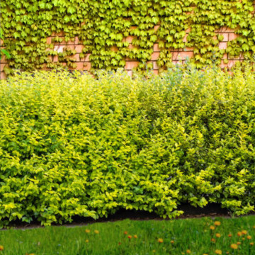 Lemn cainesc galben (Ligustrum ovalifolium Aureum), planta gard viu, vesnic verde, frunzis verde-galben - Img 2