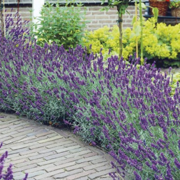 Levantica hidcote (Lavandula angustifolia Hidcote), planta aromatica, flori mov - Img 3