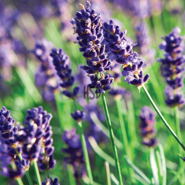 Levantica (Lavandula angustifolia Munstead Strain) ghiveci 2L