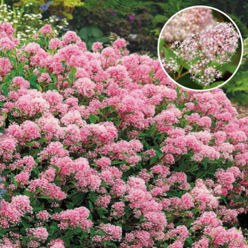 Liliac californian roz (Ceanothus pallidus Perle Rose), arbust ornamental, flori roz