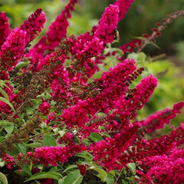 Liliac de vara (Buddleja Prince Charming), planta gard viu, arbust ornamental, gradina japoneza