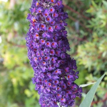 Liliac de vara mov inchis (Buddleja dav. Black Knight), planta gard viu, arbust ornamental, planta melifera - Img 3