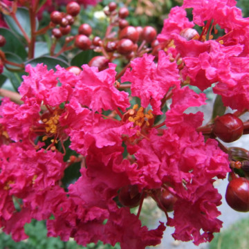 Liliac indian (Lagerstroemia ind. 'Coccinea ) ghiveci 2 l - Img 4