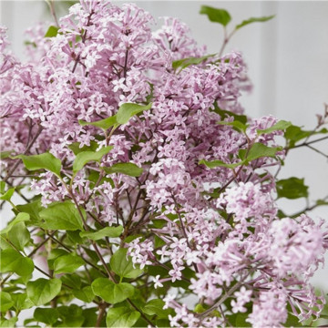 Liliac transilvania (Syringa josikaea), planta gard viu, arbust ornamental, planta melifera