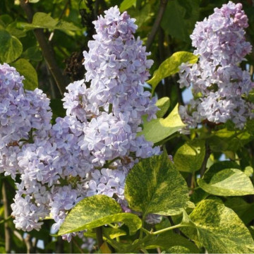 Liliac vărgat (Syringa vulgaris aucubaefolia), planta gard viu, arbust ornamental, planta parfumata - Img 4