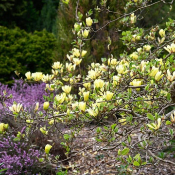 Magnolia galbena ( Magnolia butterflies), arbore ornamental, planta parfumata, flori galbene - Img 4
