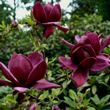 Magnolia 'Genie', arbust ornamental, planta parfumata, flori rosu - Img 2