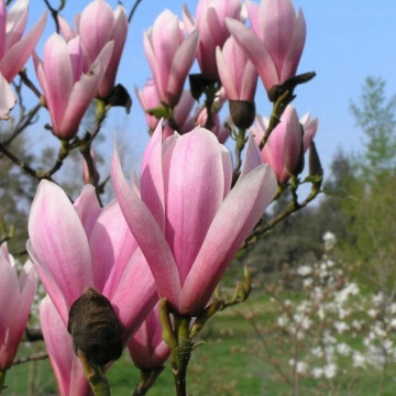 Magnolia mirositoare (Magnolia Heaven Scent), planta ornamentala, planta parfumata, flori roz