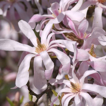 Magnolia stelata roz (Magnolia stellata Rosea), arbust ornamental, planta parfumata, flori roz - Img 4