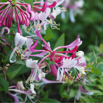 Mana Maicii Domnului (Lonicera japonica Red World), planta gard viu, vesnic verde, planta parfumata