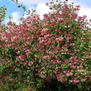 Mana Maicii Domnului (Lonicera per Belgica Select), planta gard viu, planta cataratoare, gradina japoneza - Img 3