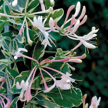 Mana Maicii Domnului vargata (Lonicera heckrotii Variegata) - Img 2