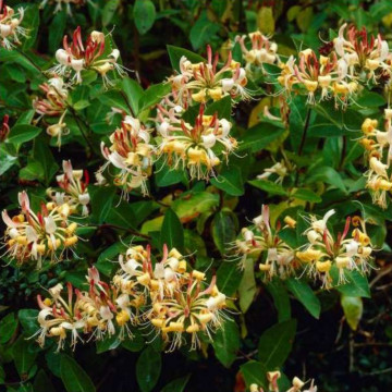 Mana Maicii Domnului vesnic verde (Lonicera henryi), planta gard viu, gradina japoneza, planta parfumata - Img 3