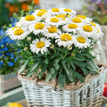 Margarete (Leucanthemum maximum Madonna), planta perena, flori alb - Img 2