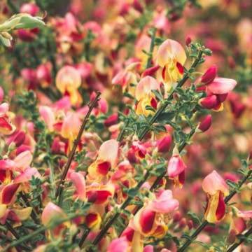 Maturica (Cytisus Goldfinch), arbust ornamental, gradina japoneza, flori galben, roz - Img 2