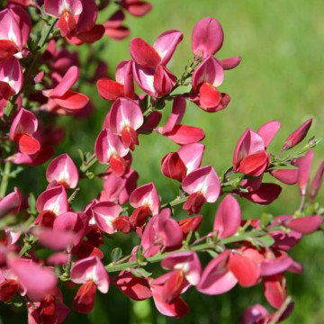 Maturica, drob (Cytisus Boskoop Ruby), arbust ornamental, flori rosu - Img 2