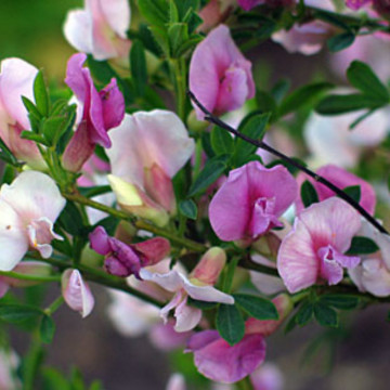 Maturica mov (Chamaecytisus purpureus), arbust ornamental, flori mov - Img 2