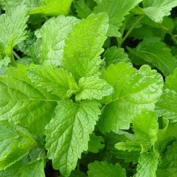 Melisa (Melissa officinalis), planta perena, planta melifera, planta aromatica - Img 2