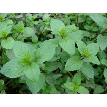 Menta (Mentha piperita)