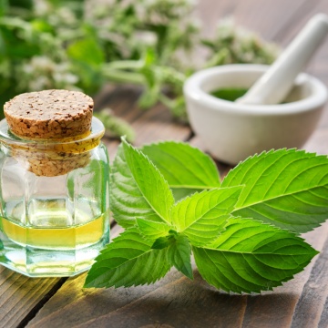 Menta (Mentha spicata ), planta perena, planta aromatica - Img 2