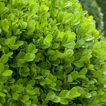 Merisor (Buxus sempervirens) 25-40 cm, planta gard viu, vesnic verde - Img 4