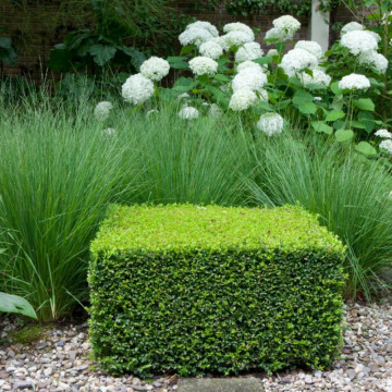 Merisor (Buxus sempervirens), planta gard viu, vesnic verde