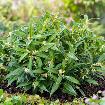 Merisor (Sarcococca hookeriana Var Humilis), vesnic verde, arbust ornamental, gradina japoneza