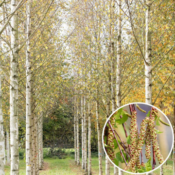 Mesteacan (Betula pendula) 80-120 cm - Img 4