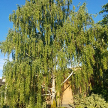 Mesteacan suedez (Betula pendula Dalecarlica), planta ornamentala - Img 2