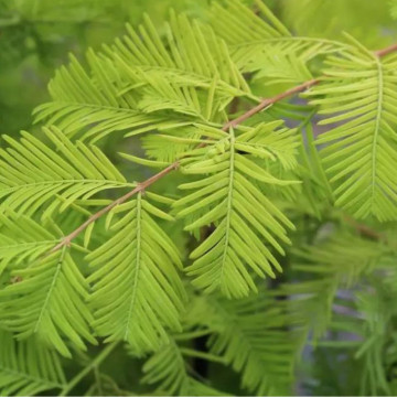 Metasequoia (Metasequoia glyptostroboides), vesnic verde, planta ornamentala - Img 2