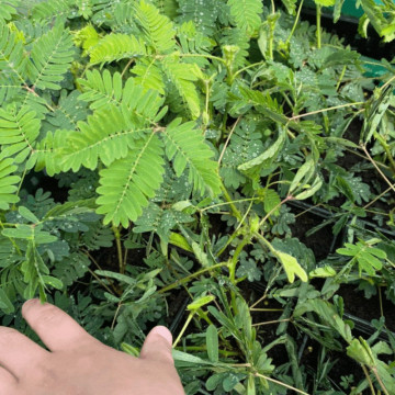 Mimoza (Mimosa pudica), planta perena, flori roz - Img 5