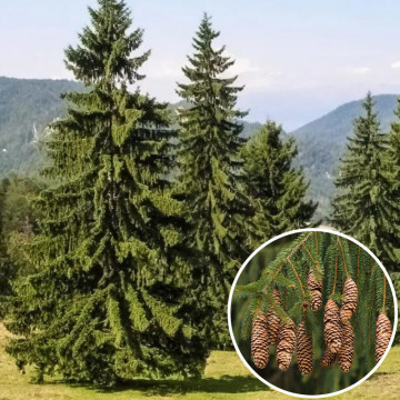 Molid (Picea abies) 30-50 cm, planta gard viu, vesnic verde