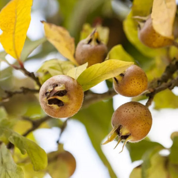 Mosmon (Mespilus germanica), arbust fructifer