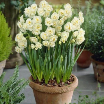 Narcise Bridal Crown (Narcissus Bridal Crown), bulbi narcise, flori alb, galben - Img 3