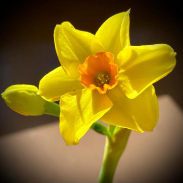 Narcise Golden Dawn (Narcissus Golden Dawn), bulbi narcise, flori galbene - Img 4