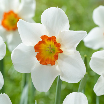 Narcise June Allyson (Narcissus June Allyson), bulbi narcise, flori alb, portocaliu