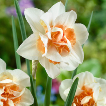 Narcise Replete (Narcissus Replete), bulbi narcise, flori alb, portocaliu