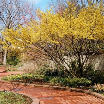 Nucul, alunul vrajitoarelor (Hamamelis virginiana), arbust ornamental, planta parfumata, flori galbene - Img 2