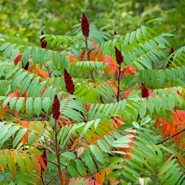 Otetar rosu (Rhus Typhina), arbust ornamental - Img 2