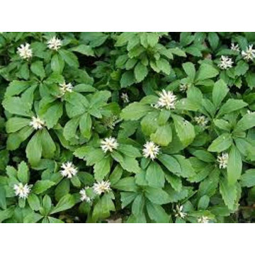 Pachysandra terminalis - Img 2