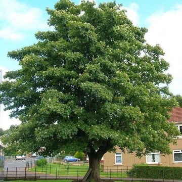 Paltin (Acer pseudoplatanus) 100-150 cm, arbore ornamental, perdea forestiera - Img 2