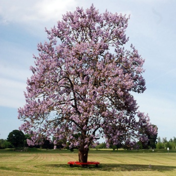Paulownia (Paulownia tomentosa), arbore ornamental, planta melifera, flori mov