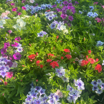 Phlox dolly mix (Phlox Dolly Mix), planta perena, flori multicolor - Img 2