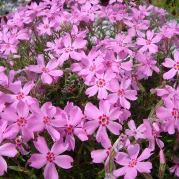 Phlox pitic (Phlox subulata Samson), planta perena, flori roz