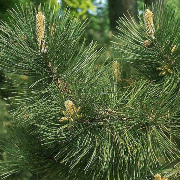 Pin negru (Pinus nigra), vesnic verde, conifer ornamental - Img 2