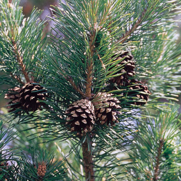 Pin silvestru (Pinus sylvestris), vesnic verde, conifer ornamental - Img 4